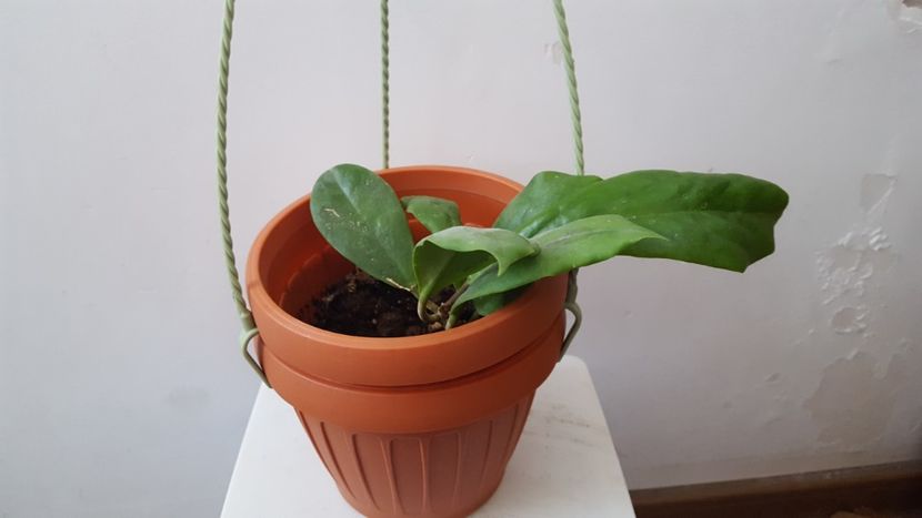 Hoya bicolor - hoya bicolor