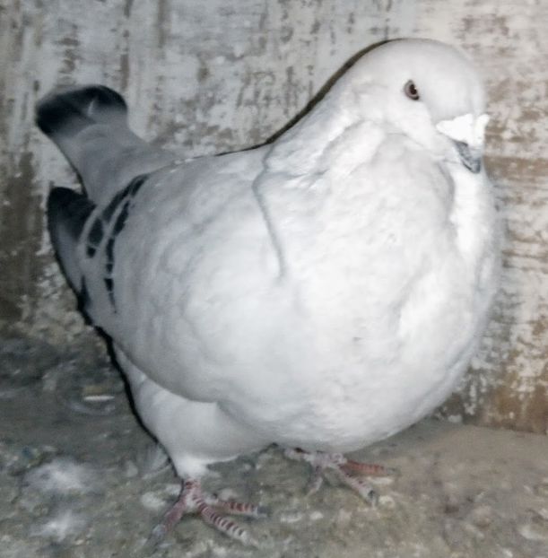  - - A - A - A - A- W A R N I N G !