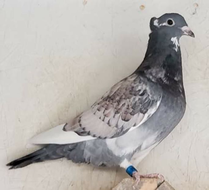  - NU AMI APARTIN 2020