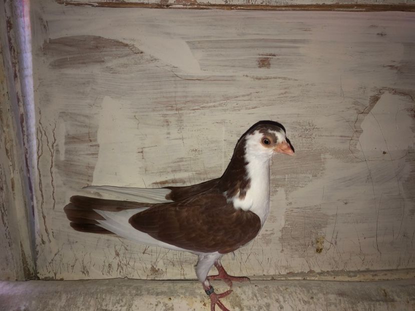 6566  femelă  2020 - Plecați ALBUM 2