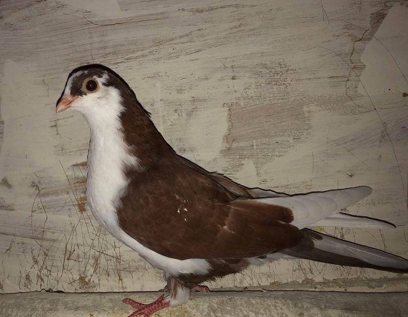 8532  femelă  2020 - Plecați ALBUM 2