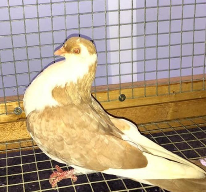 7189  (18)  mascul  2019 - Plecați ALBUM 2