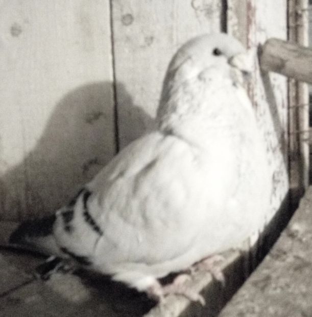  - - A - A - A - A- W A R N I N G !