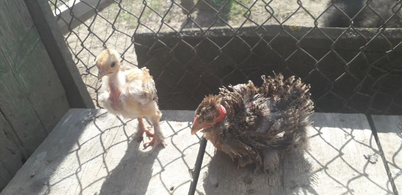 20200422_161916(0) - 002 Puiuți 2020