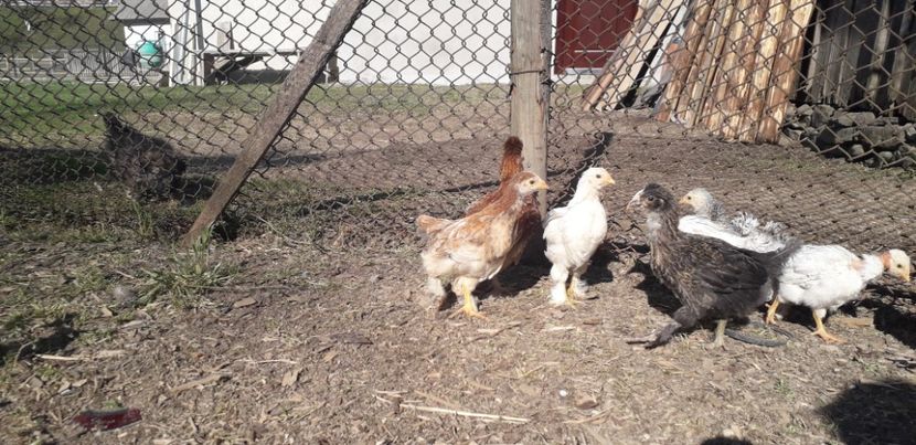 20200421_170314(0) - 002 Puiuți 2020