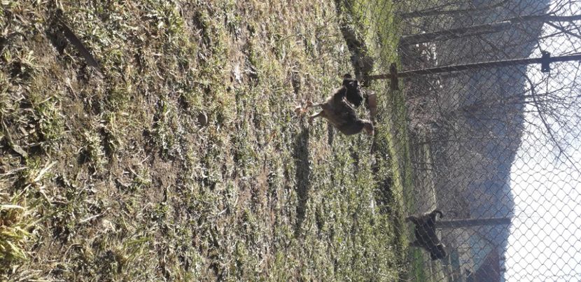 20200421_170235(0) - 002 Puiuți 2020