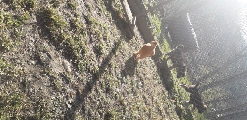 20200421_170230(0) - 002 Puiuți 2020