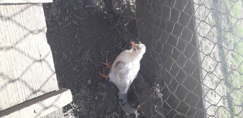 20200421_170153(0) - 002 Puiuți 2020