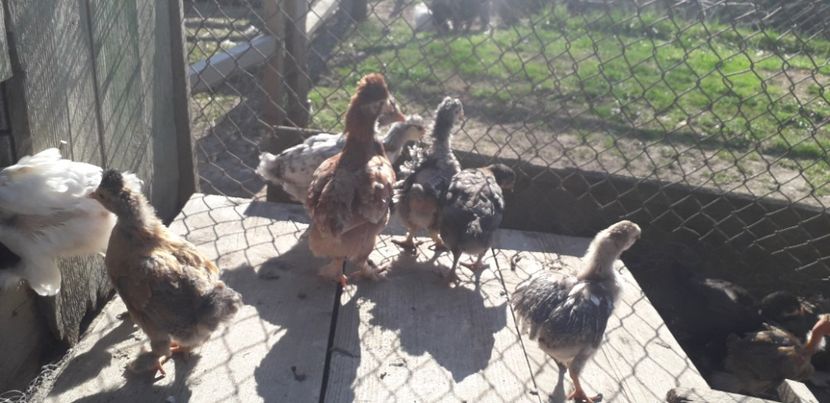 20200421_170144(0) - 002 Puiuți 2020