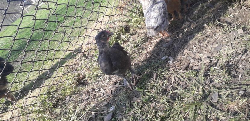 20200421_170118(0) - 002 Puiuți 2020