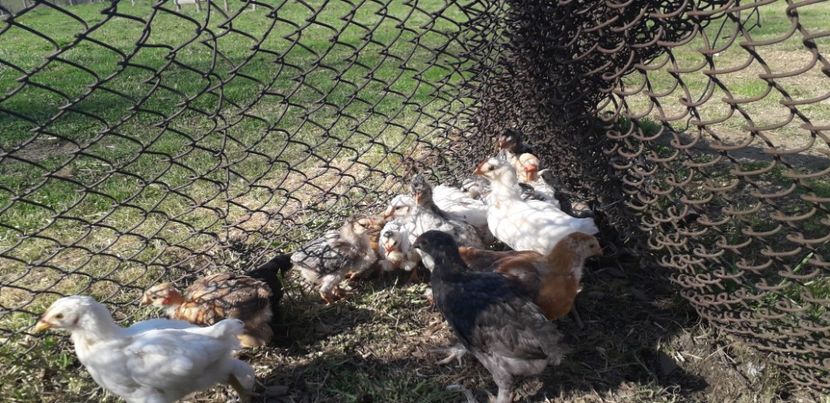 20200421_170105(0) - 002 Puiuți 2020