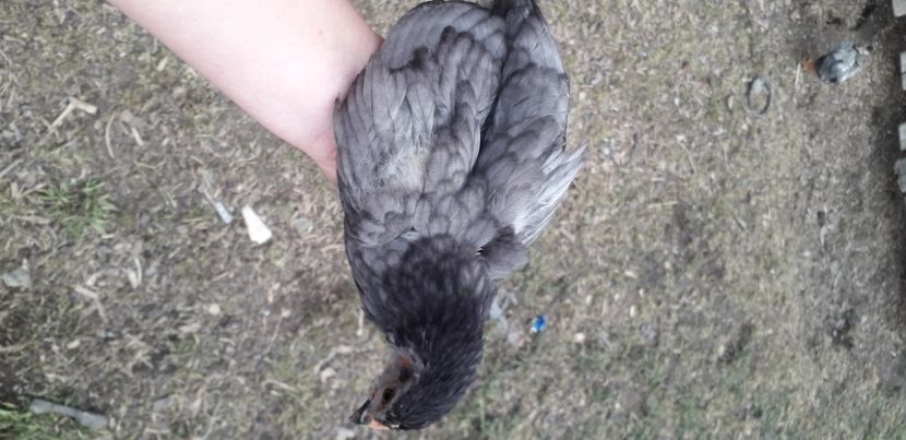 20200427_174924(0) - 002 Puiuți 2020