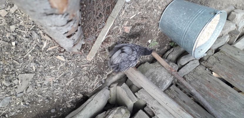 20200427_174744(0) - 002 Puiuți 2020