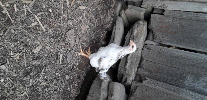 20200427_174739(0) - 002 Puiuți 2020