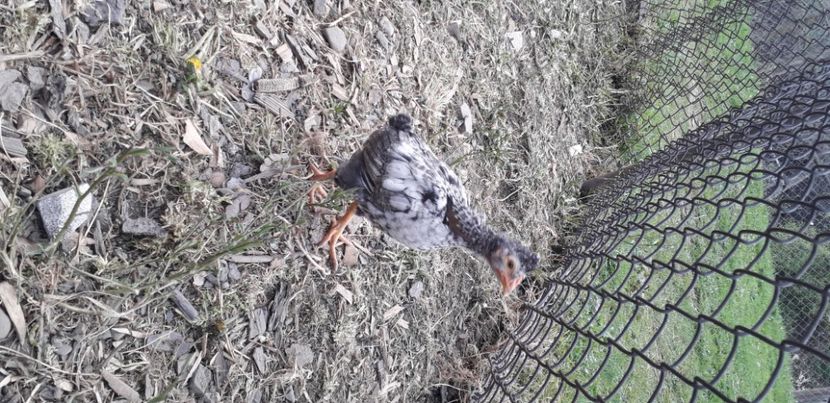 20200427_174727(0) - 002 Puiuți 2020