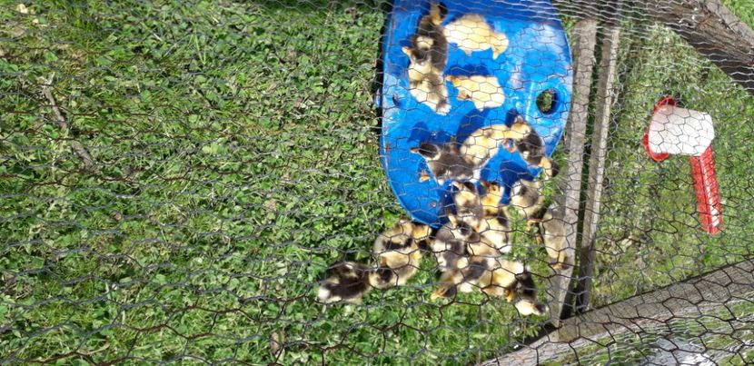  - 002 Rățuste 2020