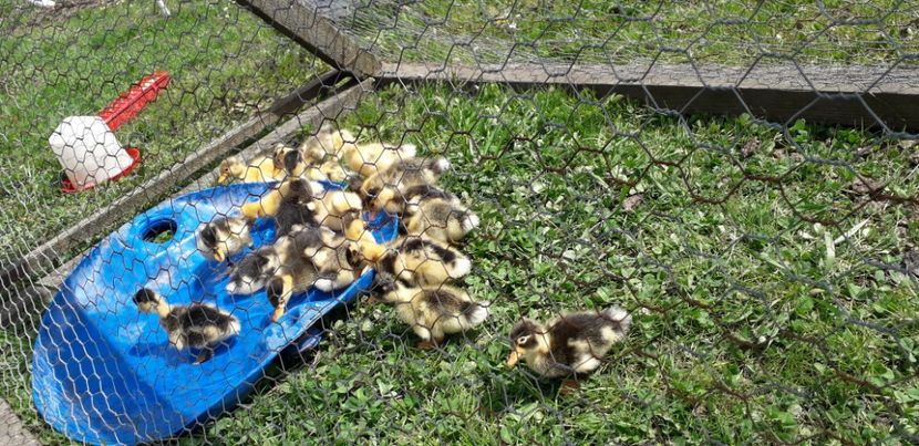  - 002 Rățuste 2020