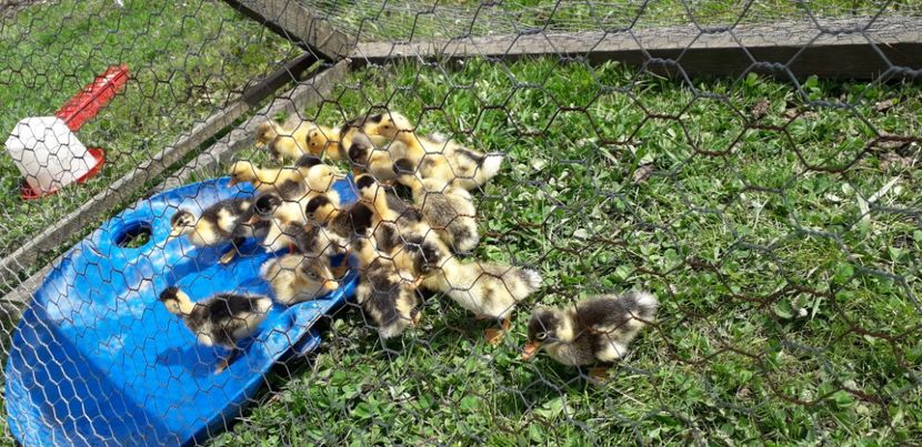 20200423_141407(0) - 002 Rățuste 2020