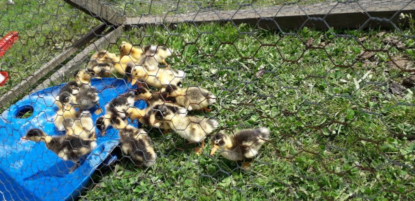 20200423_141405(0) - 002 Rățuste 2020