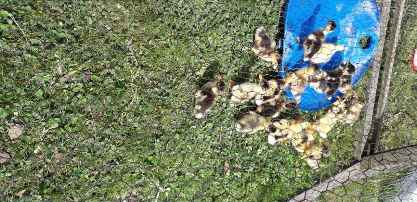  - 002 Rățuste 2020