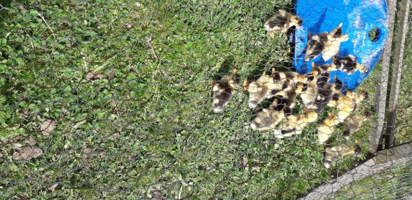  - 002 Rățuste 2020