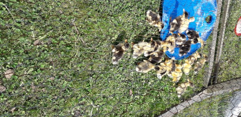 20200423_141400(0) - 002 Rățuste 2020