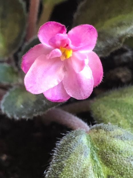 26F50C1C-B5A5-46AC-AEBE-A02796868834 - Emperor