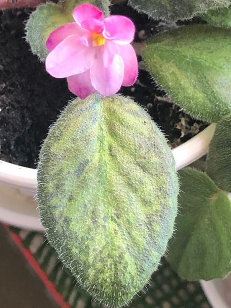 B6919D01-9721-45D9-86CD-8BA8DA0E9995 - Emperor