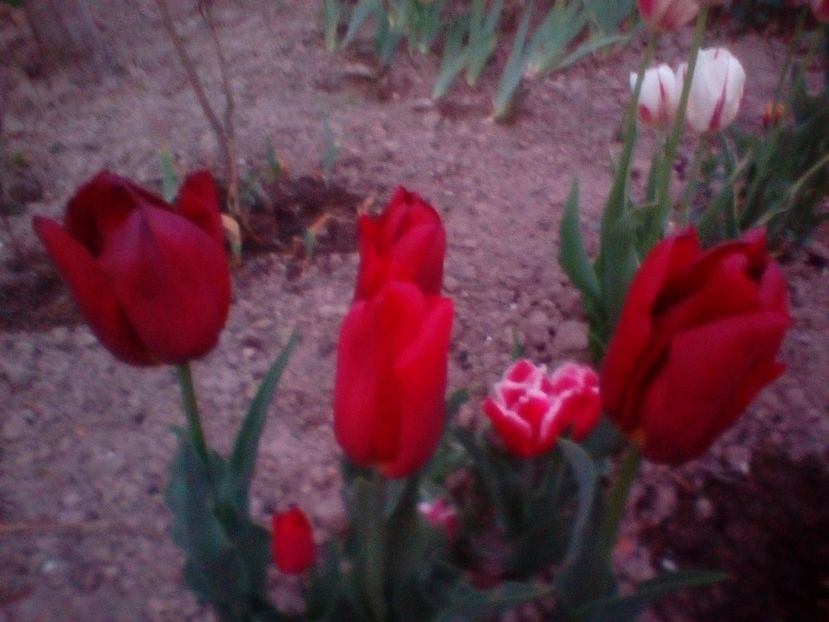 IMG-20200427-WA0014 - plante de primavara