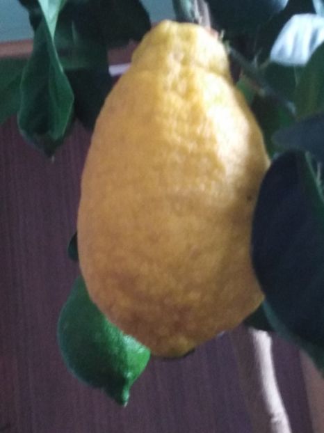  - dragostea  de natura