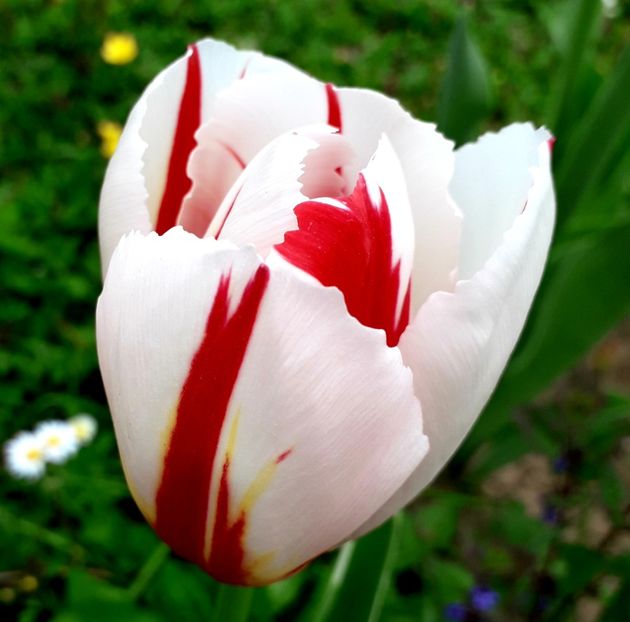  - AAAA_LALELE 2019_2020_2022_2023