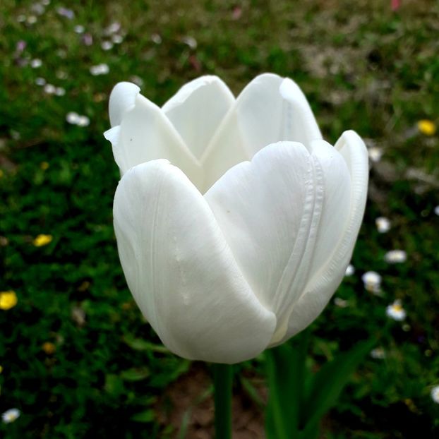  - AAAA_LALELE 2019_2020_2022_2023