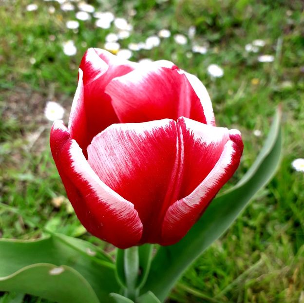  - AAAA_LALELE 2019_2020_2022_2023