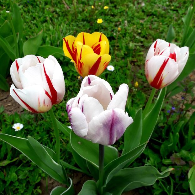  - AAAA_LALELE 2019_2020_2022_2023