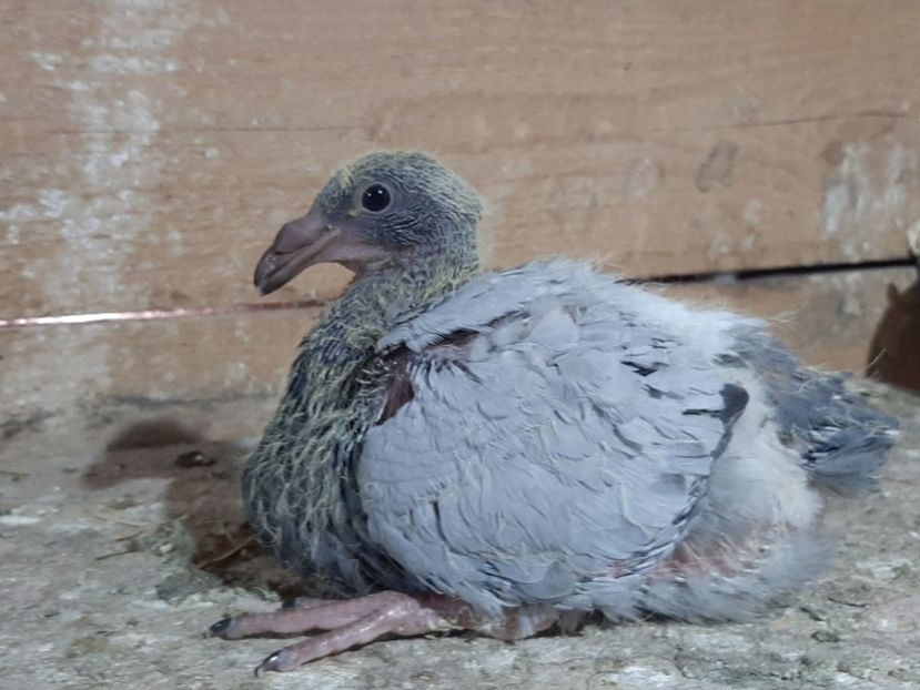  - 6-pui standard 2020