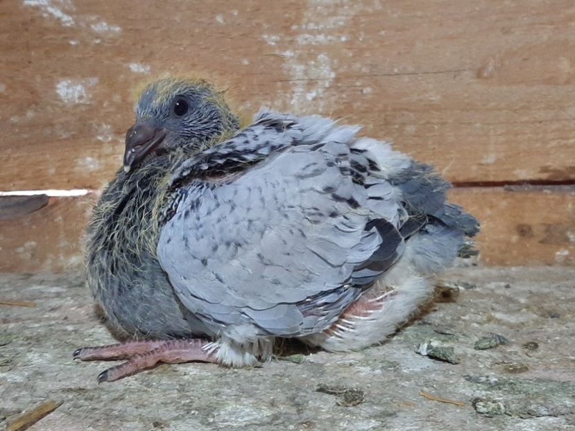  - 6-pui standard 2020