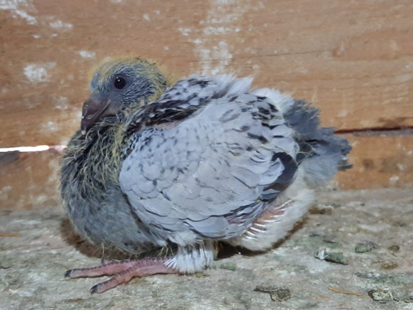  - 6-pui standard 2020