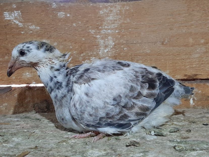  - 6-pui standard 2020