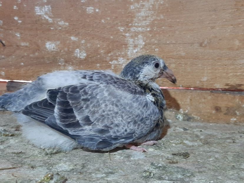  - 6-pui standard 2020