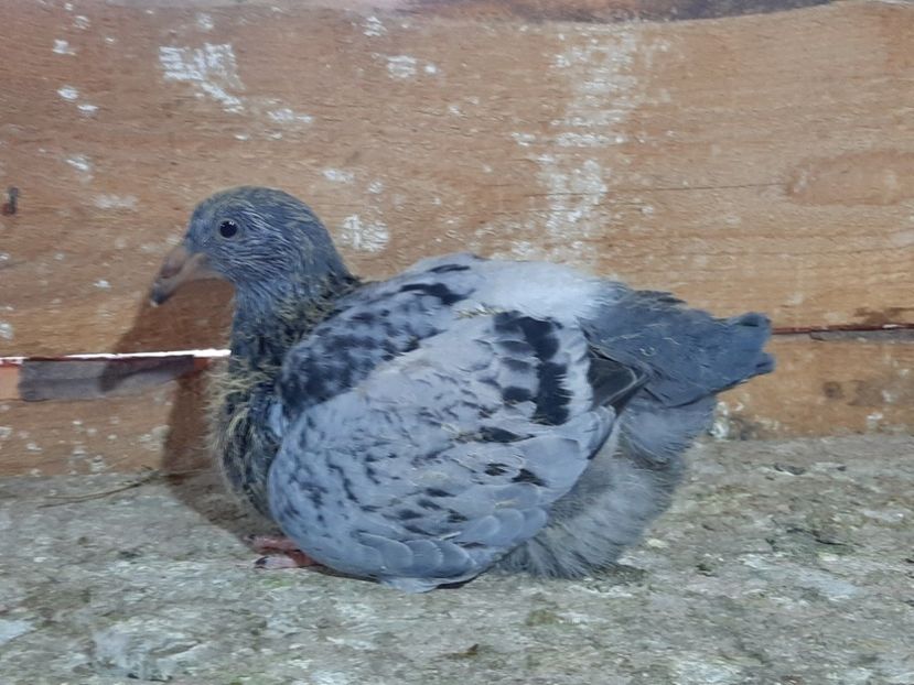  - 6-pui standard 2020