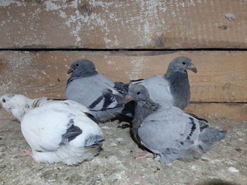  - 6-pui standard 2020