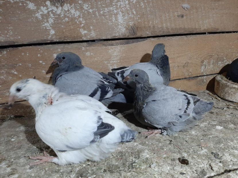  - 6-pui standard 2020