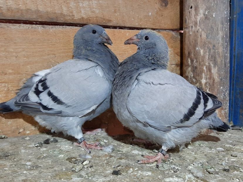  - 6-pui standard 2020