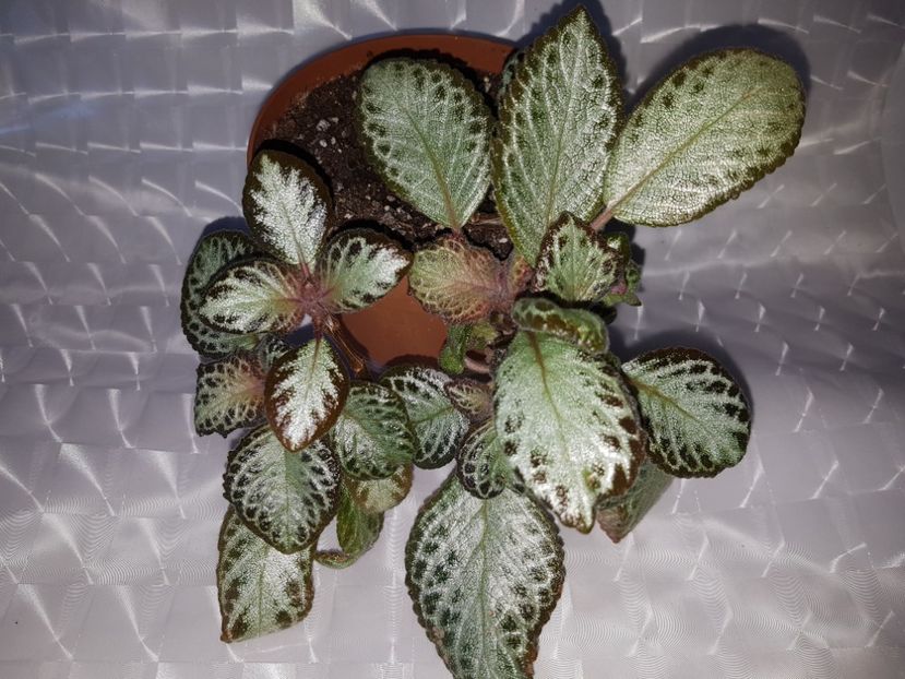  - Episcia 2020