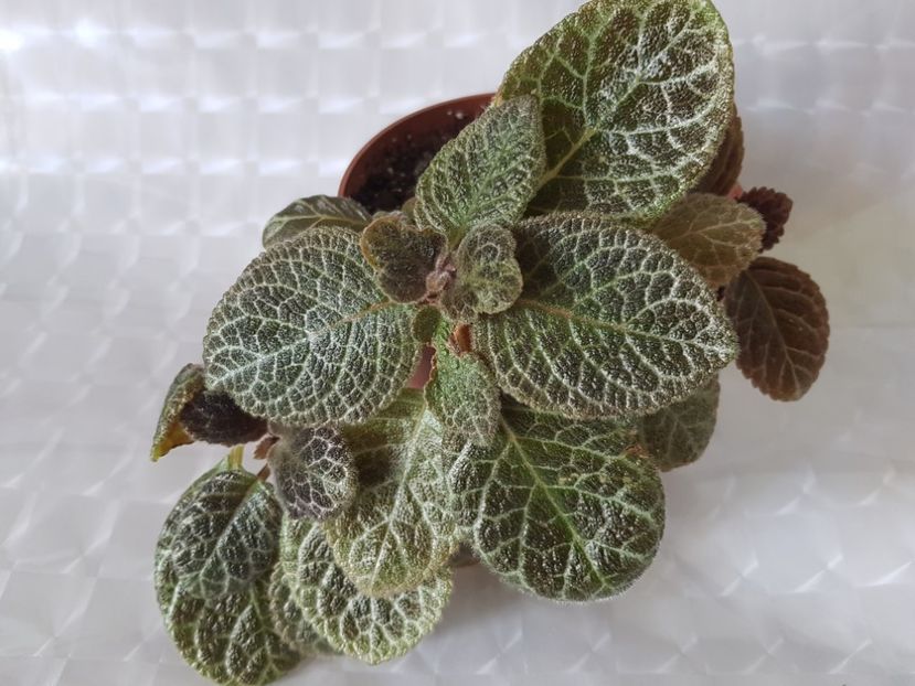  - Episcia 2020