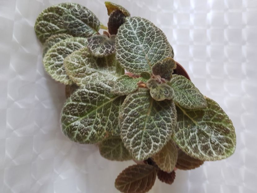  - Episcia 2020