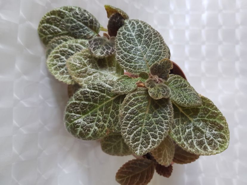  - Episcia 2020