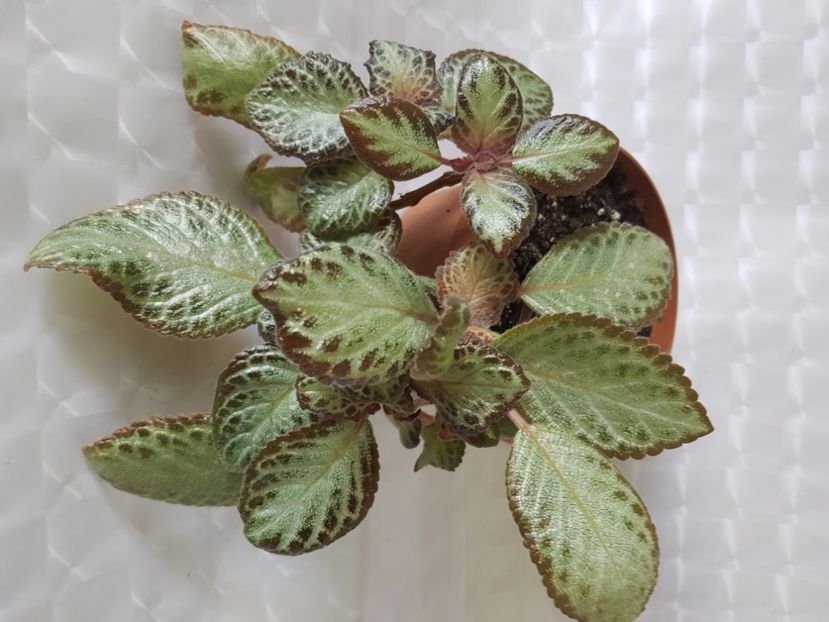  - Episcia 2020