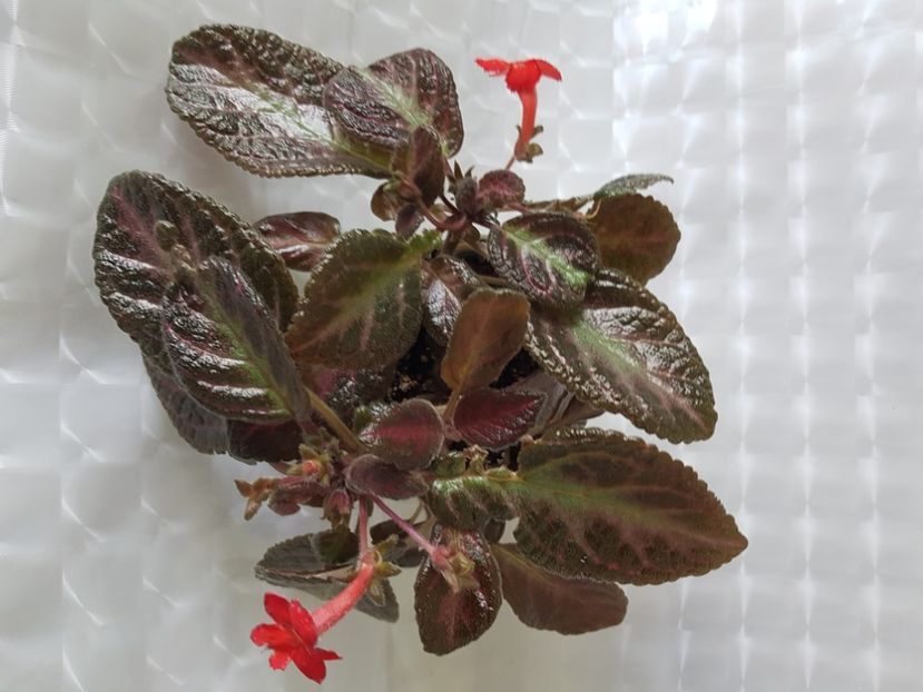  - Episcia 2020