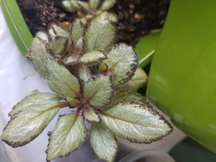  - Episcia 2020